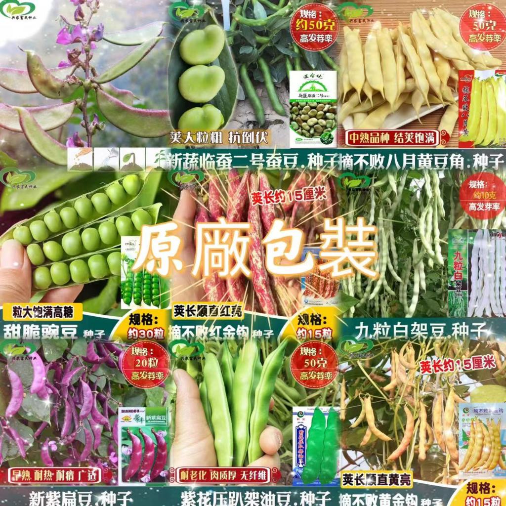 【原廠包裝】包對版 豆角種子 荷蘭豆 豌豆 眉豆 芸豆 油豆 蠶豆 長豆角 豇豆種子 農田菜地農戶種植蔬菜種子 | 蝦皮購物