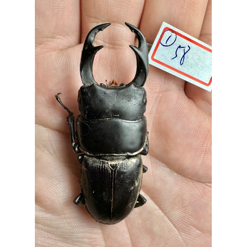 昆蟲標本（死的非活體） 婆羅洲產 稀有 Dorcus ritsemae volscens | 蝦皮購物