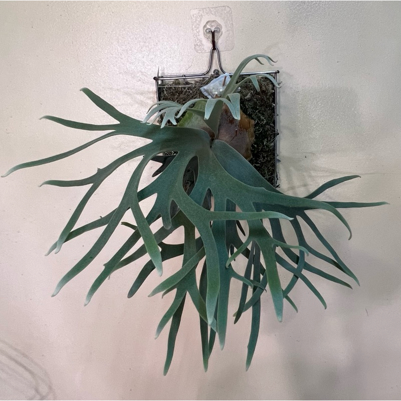 鹿角蕨P.willinckii'Jade Girl' sporeling （侏儒爪哇玉女孢子苗