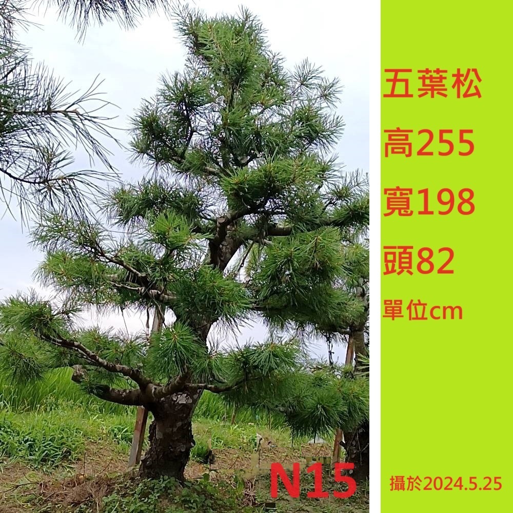 五葉松景觀樹庭院樹造型五葉松層次五葉松已斷根N15 建方松園| 蝦皮購物
