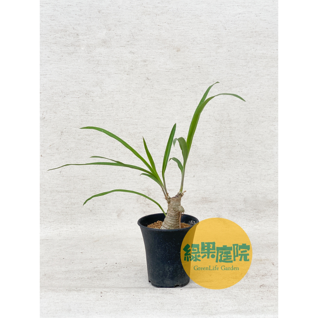 綠果庭院-百合蘆薈-小木百合 chlorophytum suffruticosum 少見塊根 塊莖 百合開花植物 多肉 | 蝦皮購物