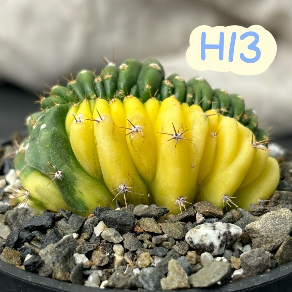 🌵✧植得栽✦【多聞柱錦】一物一拍/仙人掌/多肉植物/療癒小物