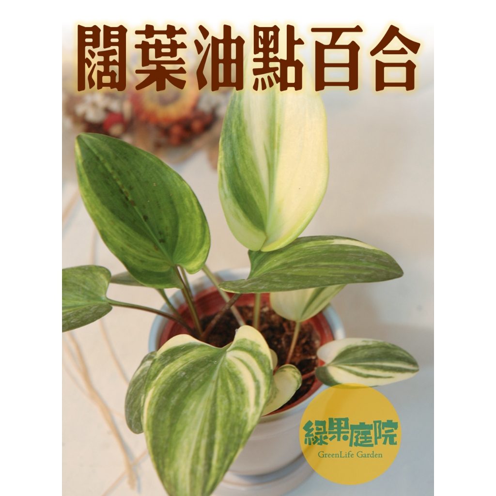 綠果庭院-球根-闊葉油點百合錦 斑葉油點百合 斑葉麻點百合 3吋盆石蒜科 多肉植物 //組盆｜療癒小物｜辦公室｜陽台 | 蝦皮購物