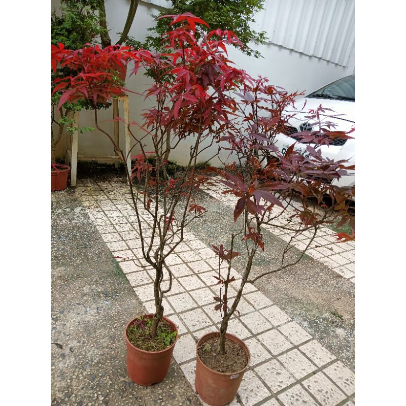 折鶴盆栽　紅葉　20 日照充足的條件下全年葉子都是紅色的日本紅楓樹名字叫做紅折鶴，20年老
