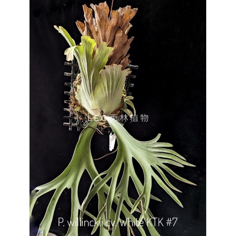 P. willinckii cv. White KTK #7 鹿角蕨| 蝦皮購物