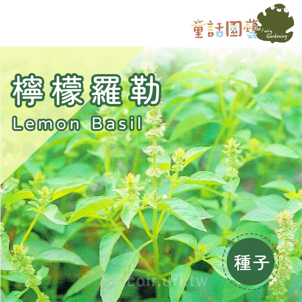 【花園夢想家】檸檬羅勒~Lemon Basil 香料植物 | 蝦皮購物