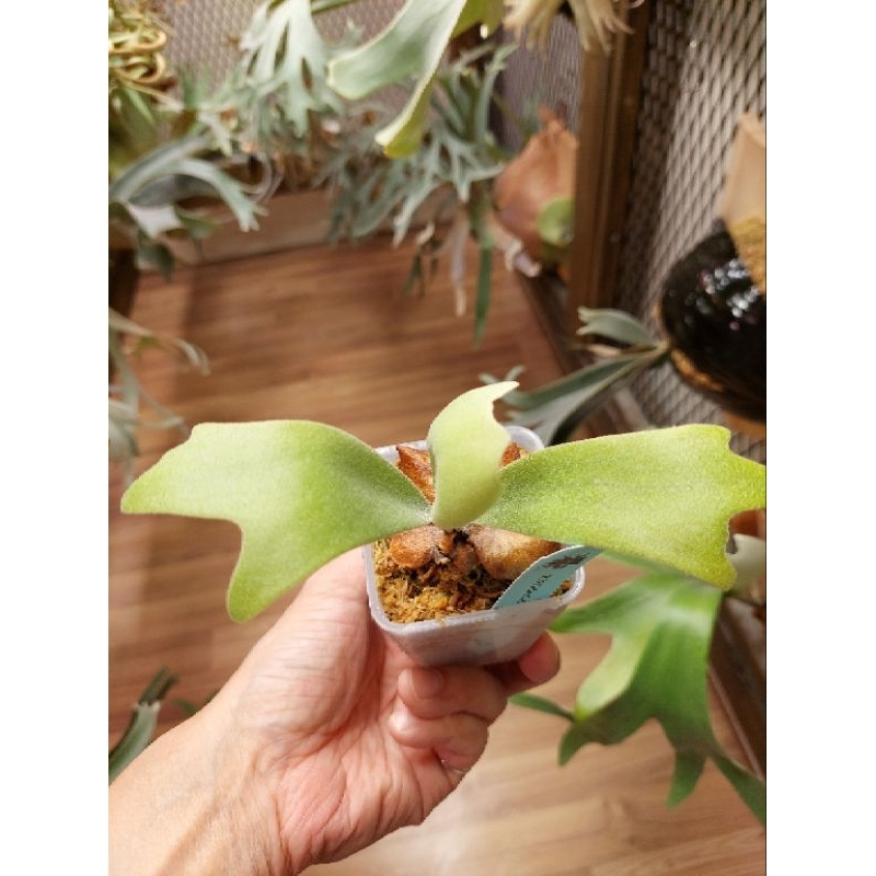 P.willinckii cv. OMEGA 最近非常火紅的一品經典名鹿來自