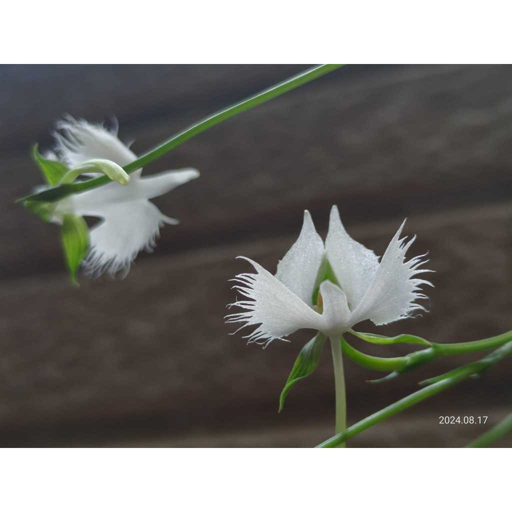 ✿迷妳馬的日本花草✿2024進口鷺草球根-香貴(有香味) | 蝦皮購物