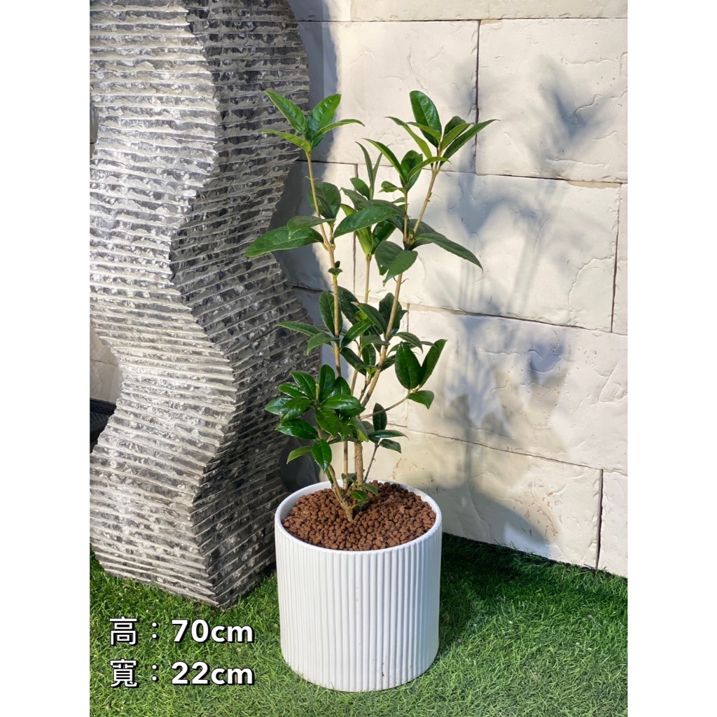 【2024秋冬新作】 新芯晨花園/桃園三民店/百子桂花/精品盆栽獨家通路| 蝦皮購物 和書
