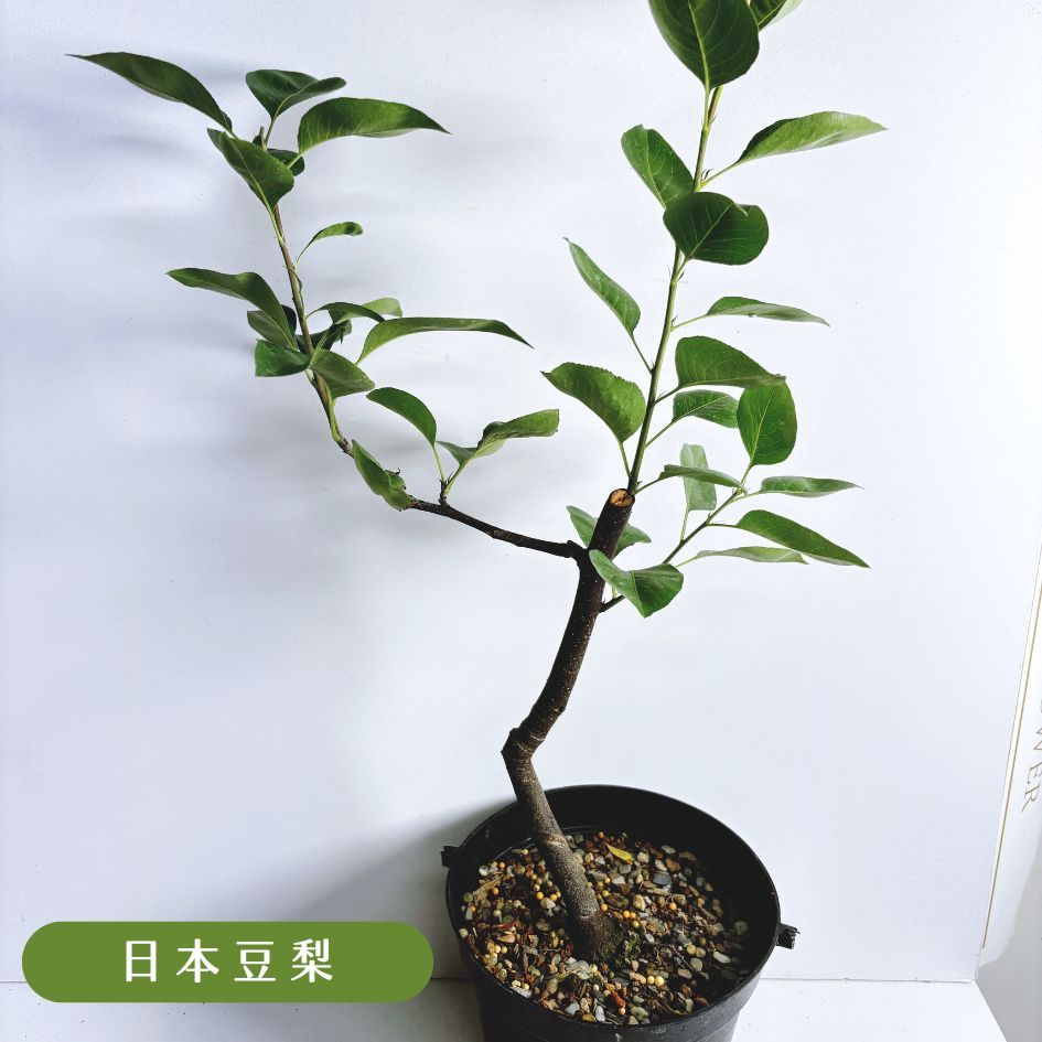 植下歲月】日本豆梨｜盆栽｜素材| 蝦皮購物