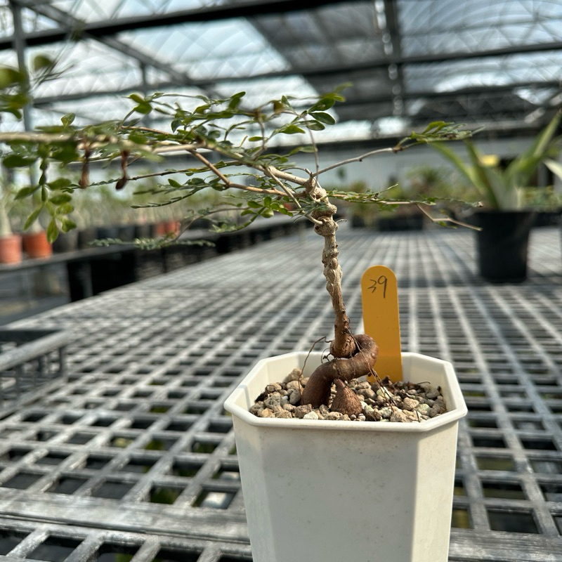 陽明園漆樹科象足漆樹一物一拍實生株| 蝦皮購物 陽明園漆樹科象足漆樹一物一拍實生株| 蝦皮購物