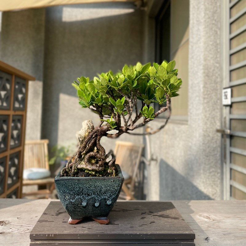野趣小品盆栽》達摩梔子花（付石） | 蝦皮購物