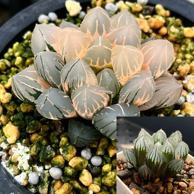 5AAA ハオルチア　多肉植物　水晶燈錦糊斑　自家繁殖 Yahoo!オークション -「ハオルチア 錦 オブツーサ」(観葉植物