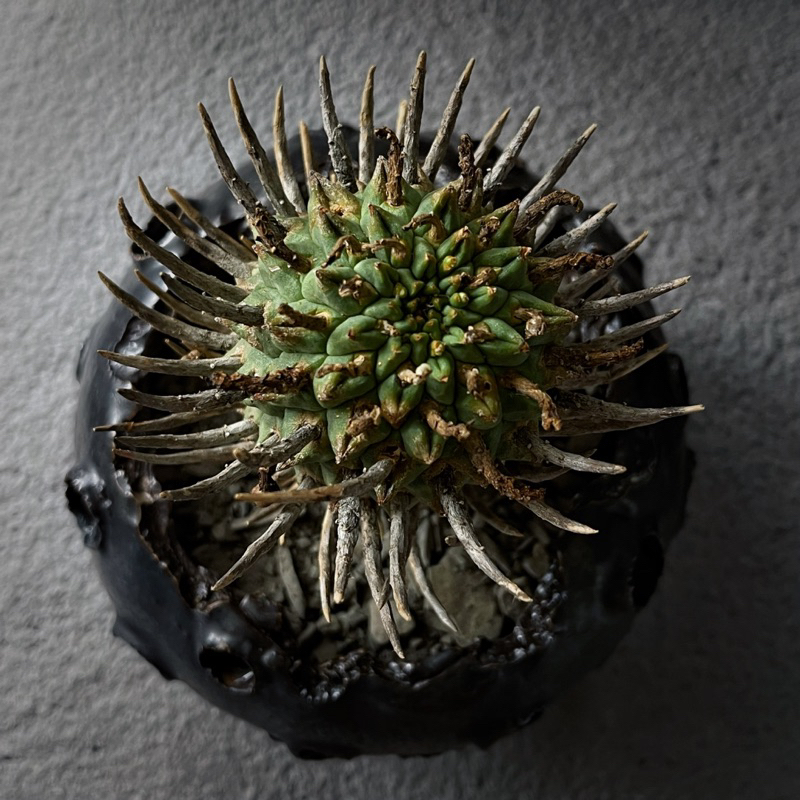 在台現貨 稀有 鬥牛角大戟Euphorbia schoenlandii 塊根植物 | 蝦皮購物