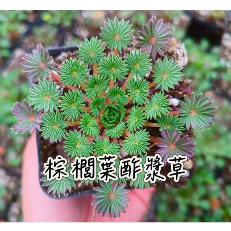 ↠有植感↞ 棕櫚葉酢漿草 Oxalis palmifrons 棕櫚葉酢漿草 孔雀之舞 球根 酢漿草 棕梠 棕梠炸醬草 | 蝦皮購物