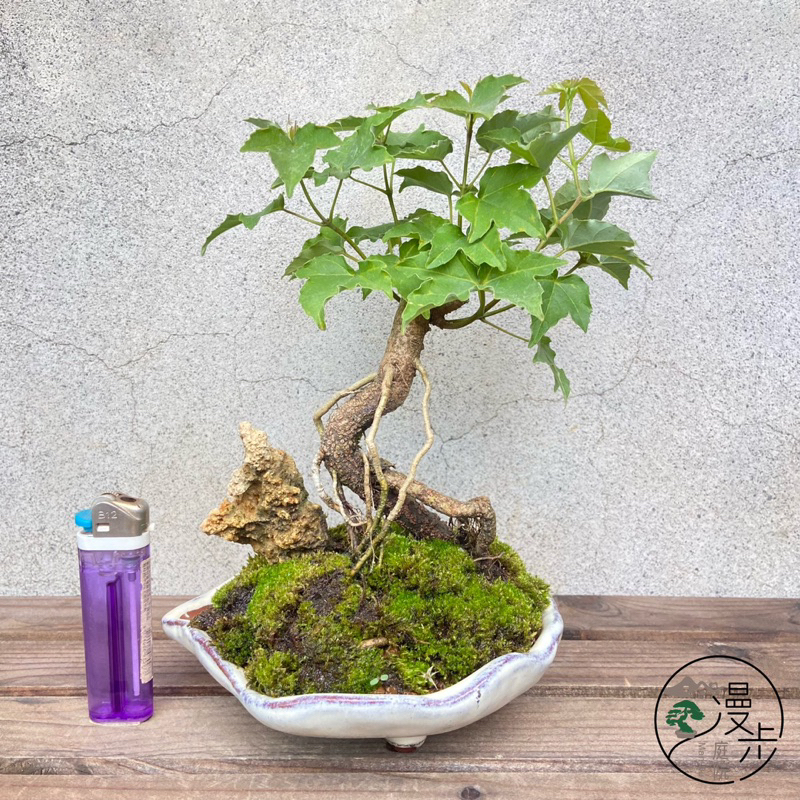 漫步庭院】銀楓·小品盆栽｜植栽｜盆景| 蝦皮購物