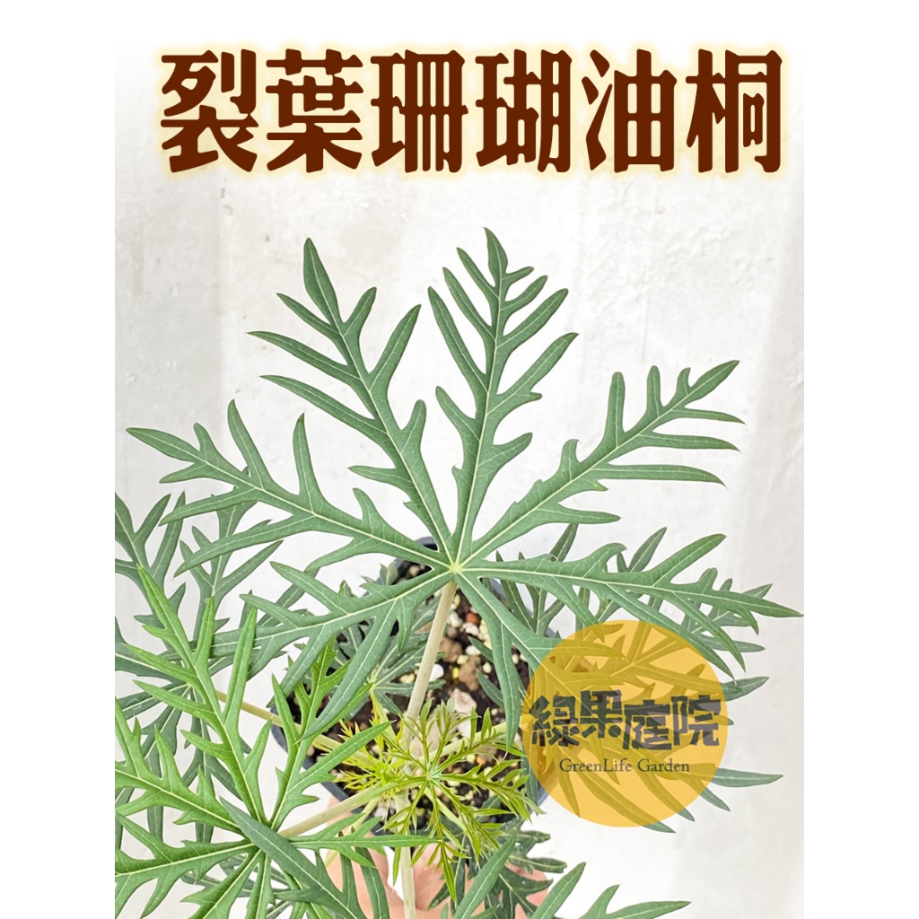 G綠果庭院-大戟 裂葉珊瑚油桐 羽葉珊瑚 羽裂珊瑚油桐 細裂痲瘋樹細裂葉珊瑚油桐 麻瘋樹屬大戟科/組盆｜療癒小物｜陽台 | 蝦皮購物