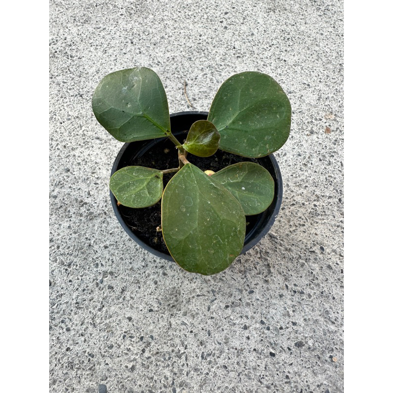 樲石園 — 小盼菩提 Ficus diversifolia 3寸盆 | 蝦皮購物