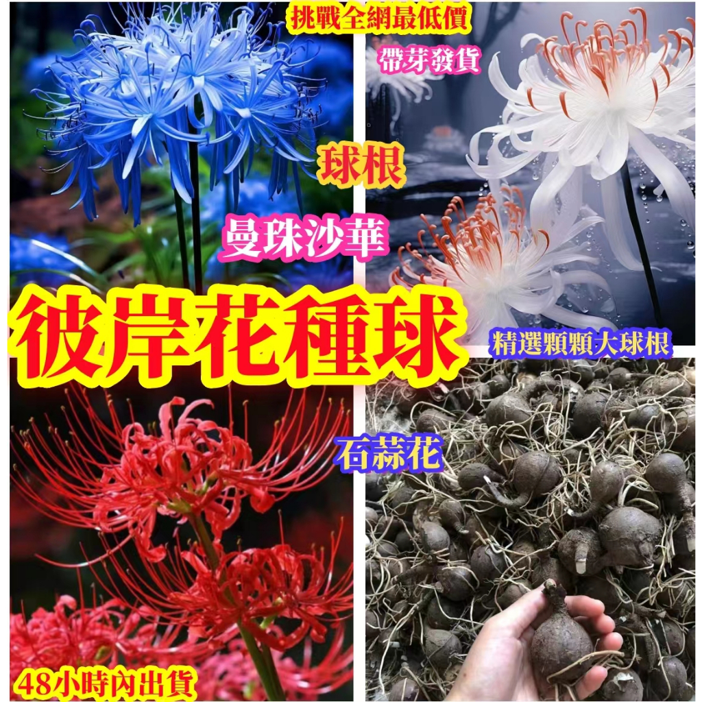 彼岸花球根100球-