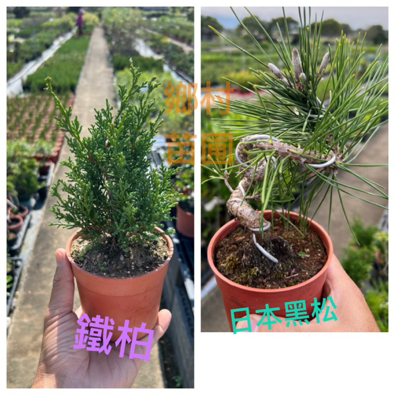 鐵柏紀州真柏3.5吋盆新品上架中| 蝦皮購物