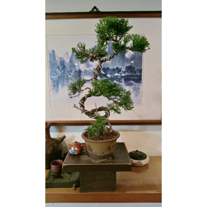 真柏（幹）。 | 長楽未央「楽しみの盆栽」