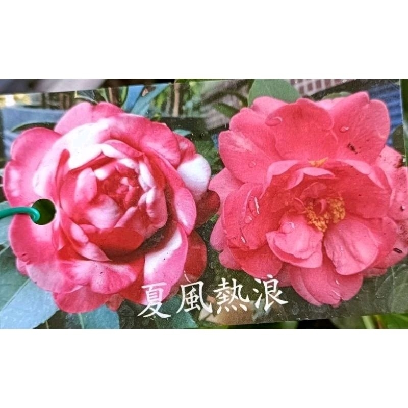Amazon.co.jp: 可原色茶花大事典 : ホーム＆キッチン