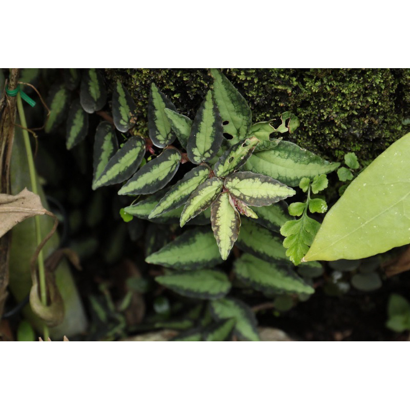 幽浮野草鋪🌿 噴煙花 Procris repens 生態缸 觀葉 室內植物 雨林 匍匐 草生栽培 水陸缸 耐曬 耐陰 | 蝦皮購物