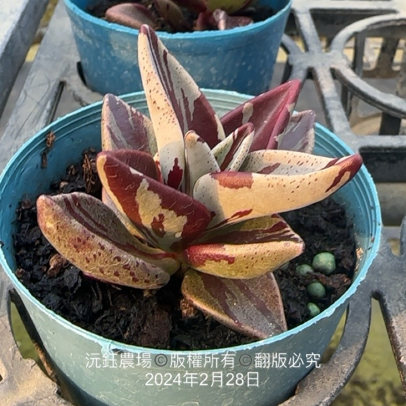 錦多肉- 優惠推薦- 2025年4月| 蝦皮購物台灣 錦多肉- 優惠推薦- 2025年4月| 蝦皮購物台灣