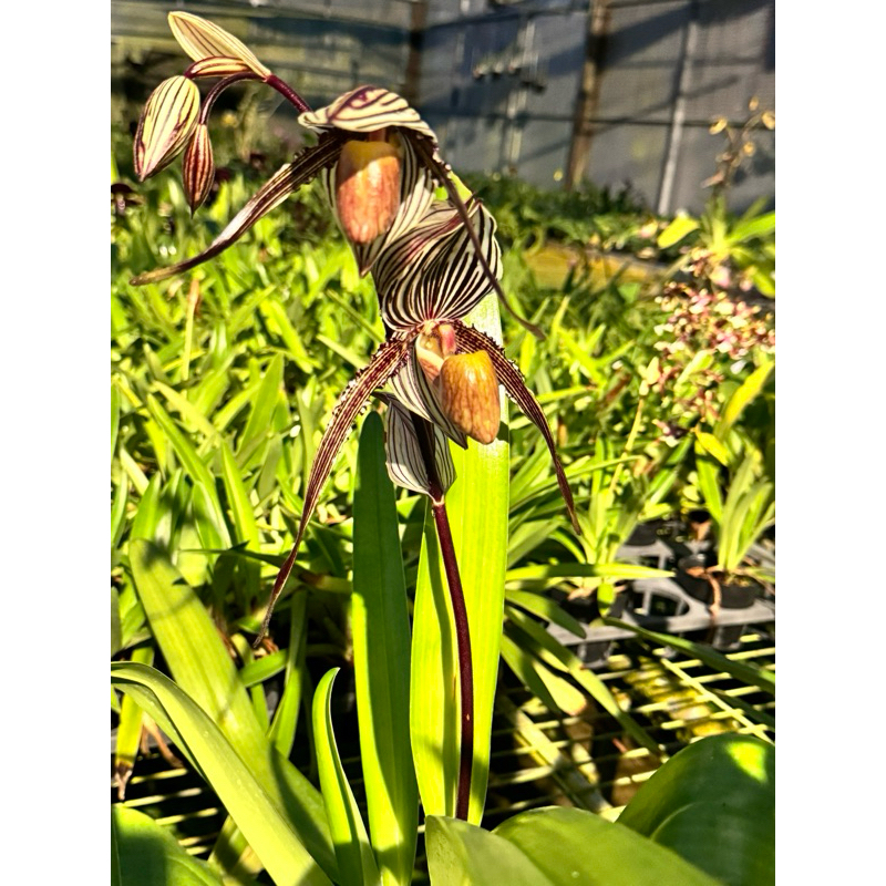 Paphiopedilum Saint Swithin | 蝦皮購物