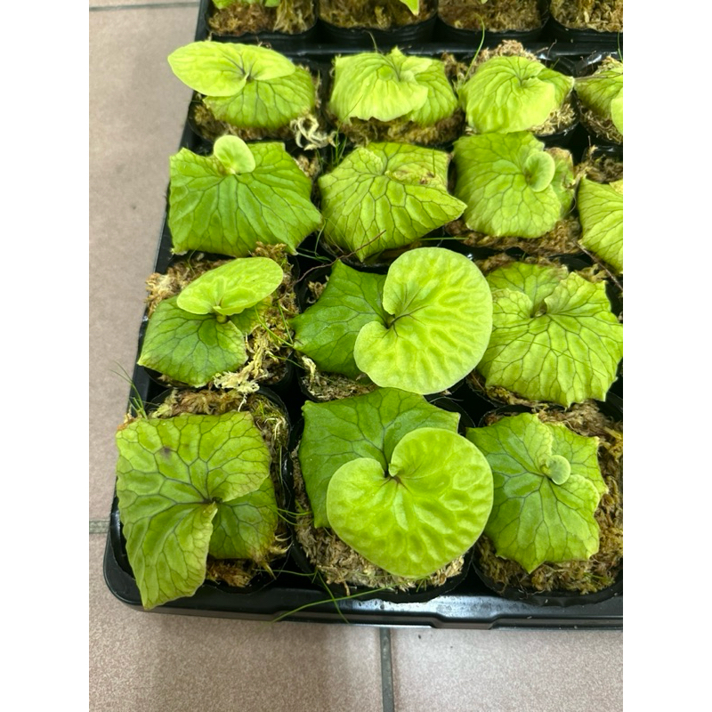 非洲猴腦鹿角蕨2.5寸盆| 蝦皮購物