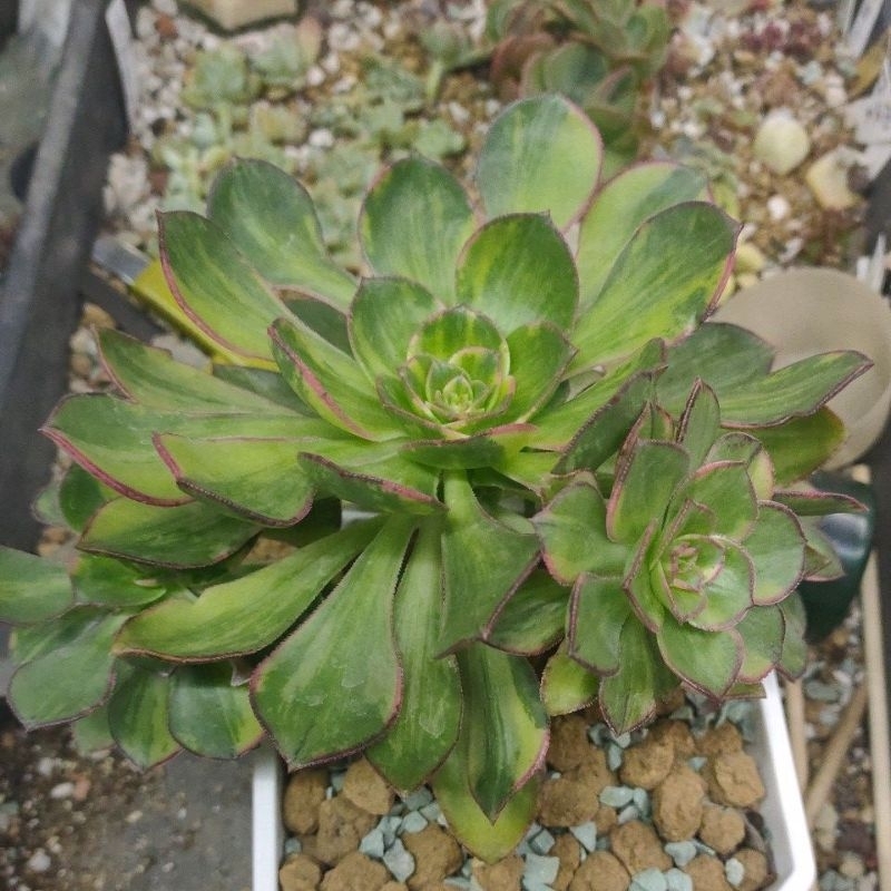 多肉植物。辛尼亚法師錦 超墨法师锦– Bella Succulent Garden
