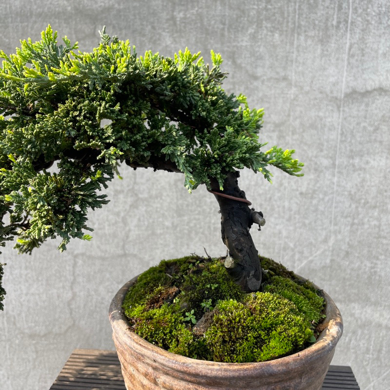 野趣小品盆栽》黃金圓柏| 蝦皮購物 野趣小品盆栽》黃金圓柏| 蝦皮購物