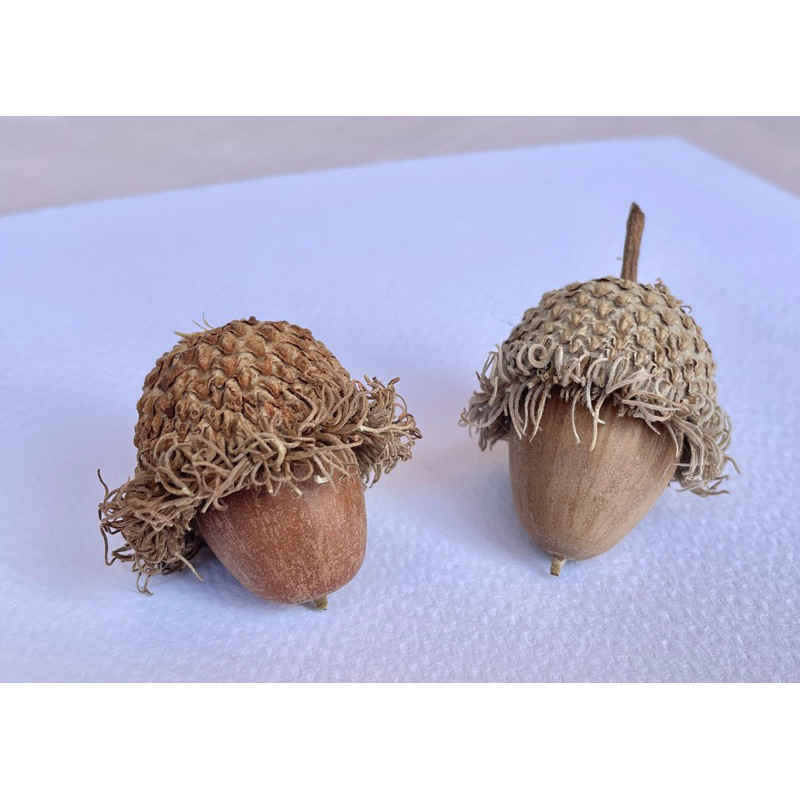 大果櫟 Quercus macrocarpa 橡實 殼斗科 種子標本收藏 | 蝦皮購物