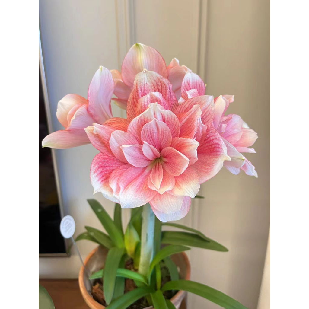 花卉-五星花-紅色-5吋盆| LIEFS GARDEN