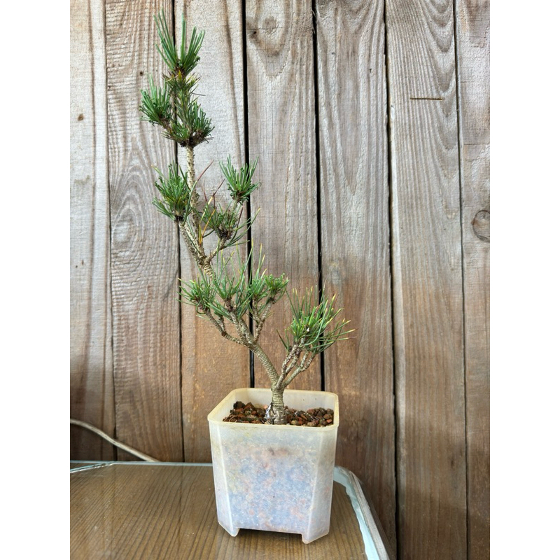 日本進口品種盆栽- 折鶴松| 蝦皮購物