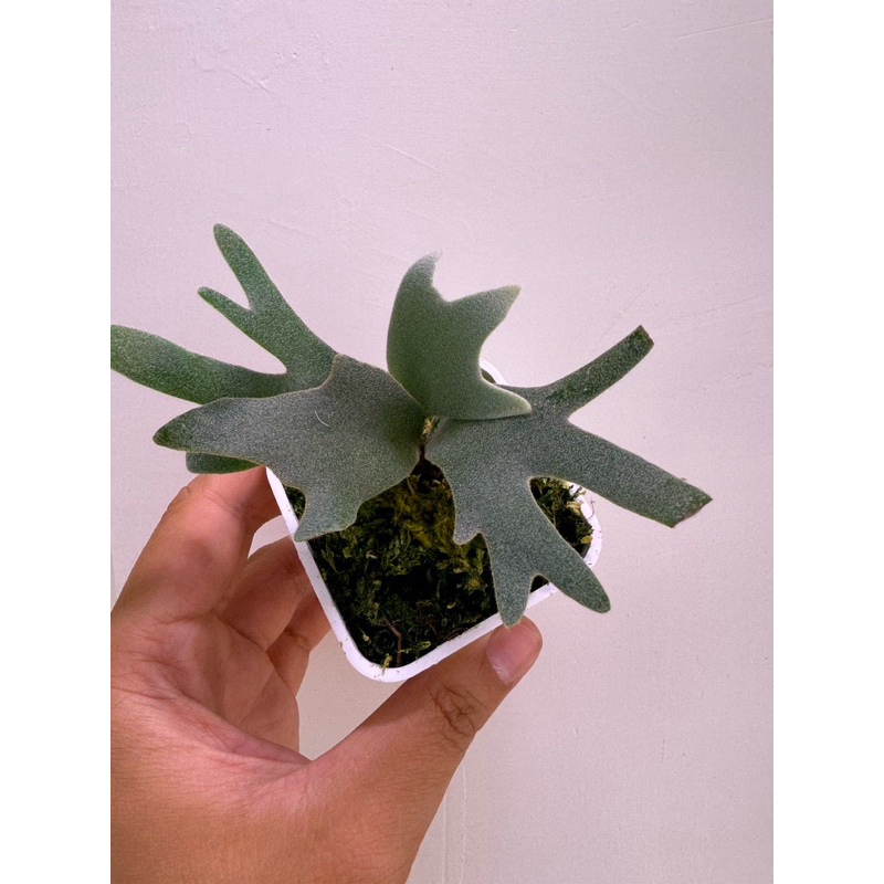 P. willinckii 