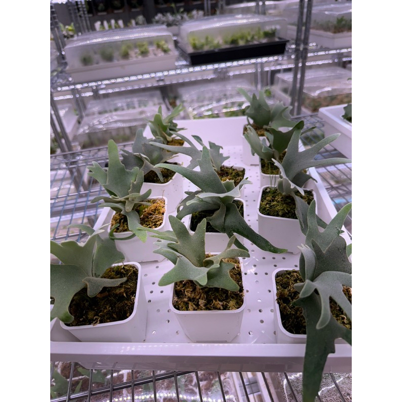 【ファッション通販】の商品をすべて 🌱鹿角蕨🌱精選侏儒爪哇玉女孢子苗P.willinckii 'Jade Girl ビカクシダ