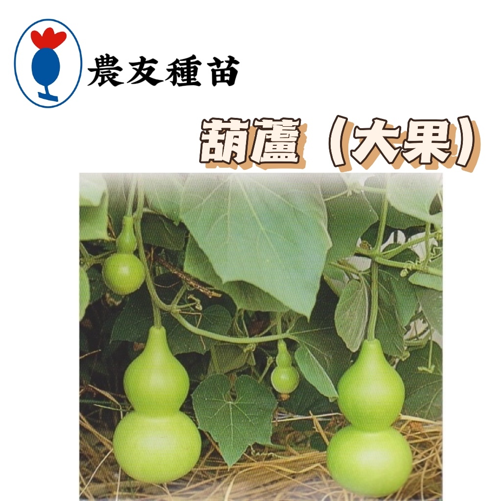 葫蘆-大果 【蔬果種子】葫蘆大果種子 大果葫蘆種子 每包約8粒 農友小包裝種子 | 蝦皮購物