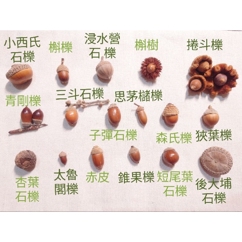 左飾* 【 野孩子】藝品 11/24更新 殼斗科 橡實 石櫟 櫟子 橡果 綜合種子包 | 蝦皮購物