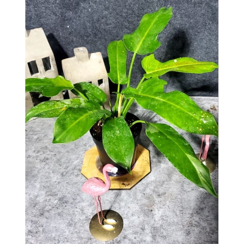 faux pothos Artificial Pothos Plant