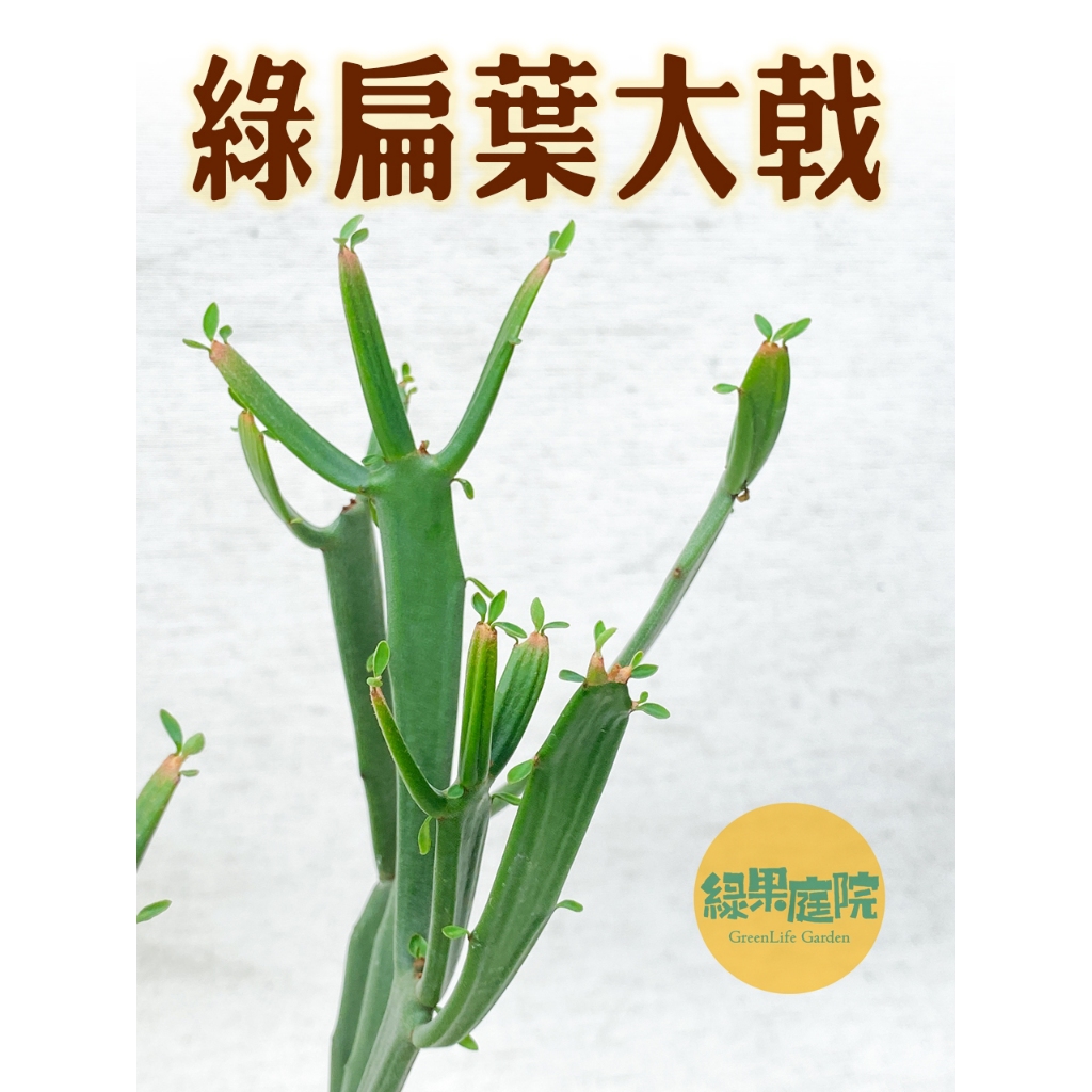 綠果庭院-大戟-綠硬葉大戟Euphorbia 硬葉大戟 綠扁葉大戟 大戟科 仙人掌 多肉植物 塊根莖 | 蝦皮購物