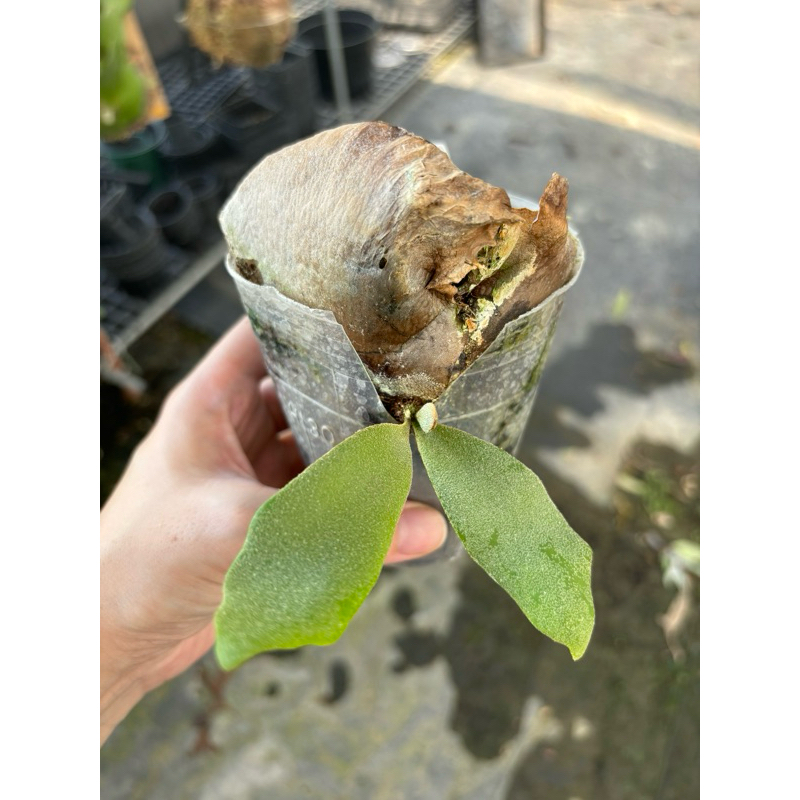🌱愛客森🌱 P.Willinckii Dwarf Nook Spore 鹿角蕨| 蝦皮購物 🌱愛客森🌱 P.Willinckii Dwarf Nook Spore 鹿角蕨| 蝦皮購物