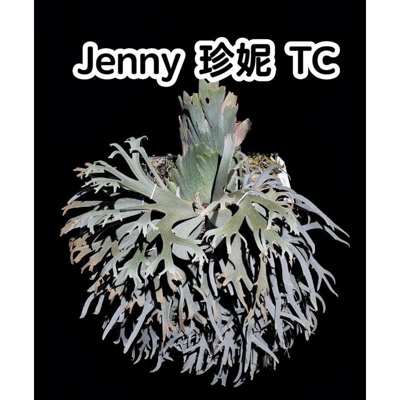 【小蔡的木作坊】Jenny珍妮鹿角蕨TC 珍妮tc 最頂級的收藏藝品600萬 | 蝦皮購物