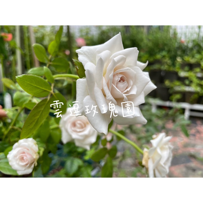 玫瑰花🌹絲路.無刺.銀色襯裙.絲路玫瑰花.Silver Lining🌹使用