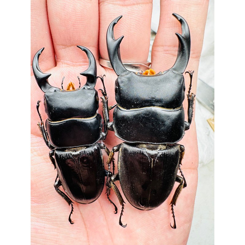昆蟲標本（死的非活體） Dorcus ritsemae ungaiae 蘇拉威西產 | 蝦皮購物