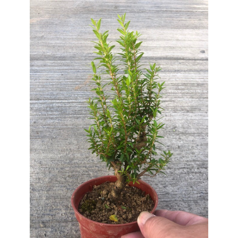 豪華で新しい 日本銀香梅/銀梅花⋯/～小品精品盆栽，開花植物⋯ 蝦皮購物 | 盆栽
