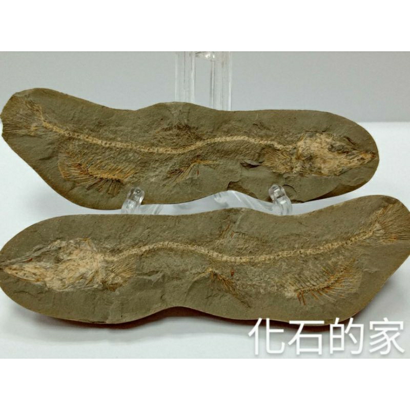 観賞魚の結核