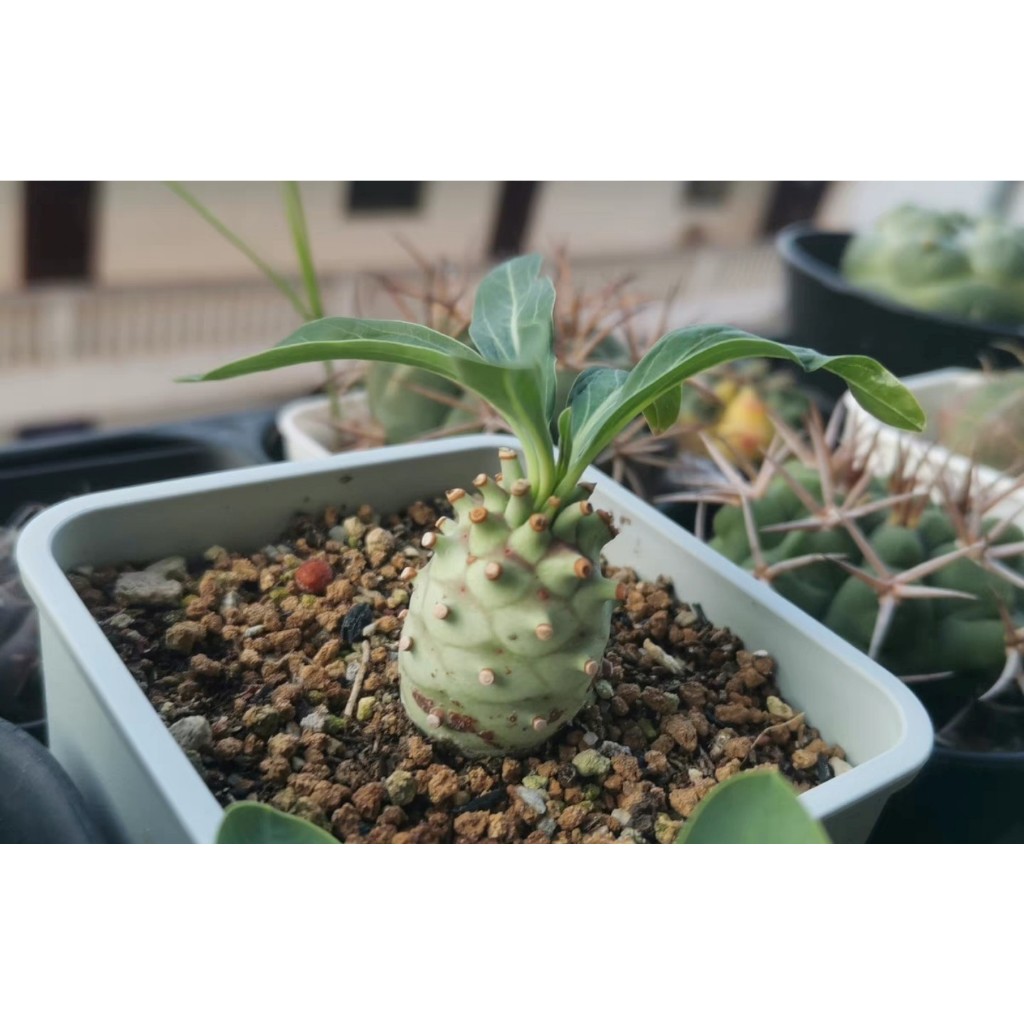 Euphorbia longetuberculosa - 観葉植物