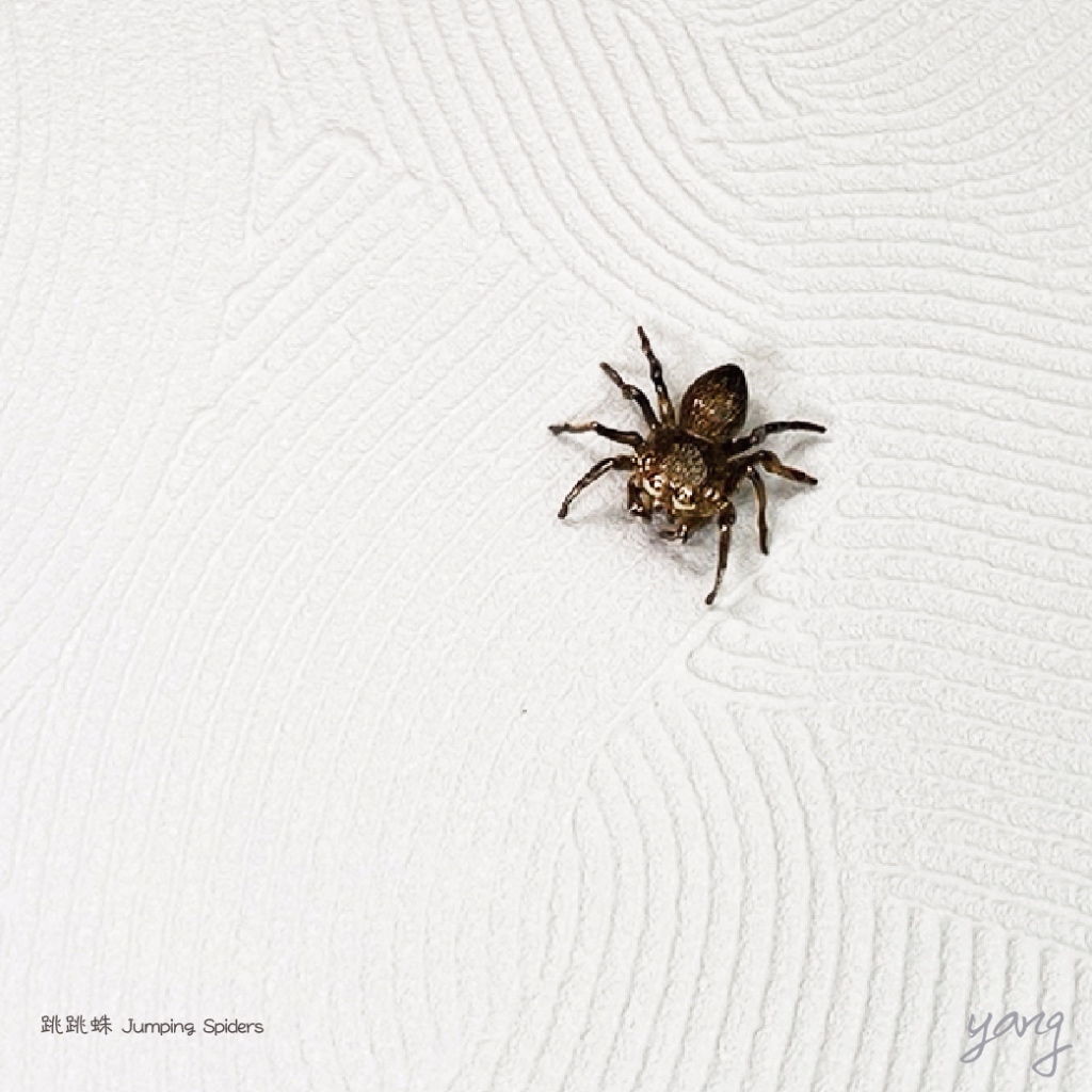 Mayhem輕珠寶】AMAZON Jumping Spiders 跳跳蛛蜘蛛擺飾小物925 Mayhem輕珠寶】AMAZON Jumping Spiders 跳跳蛛蜘蛛擺飾小物925
