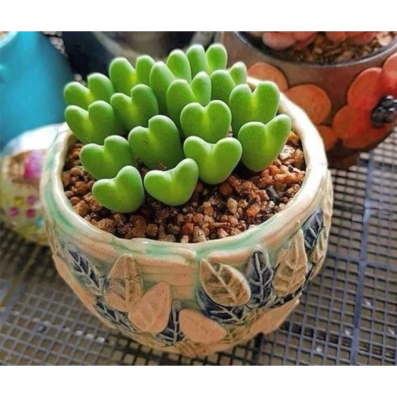 苔鑽矮心少將肉錐實生番杏科多肉植物盆栽